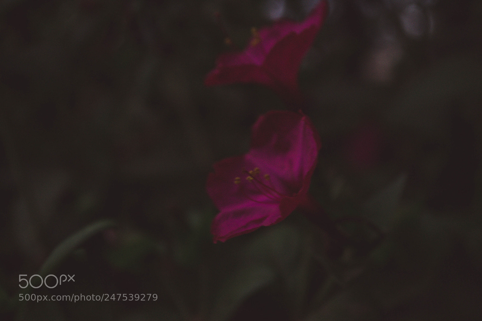 Nikon D3100 sample photo. Flor photography