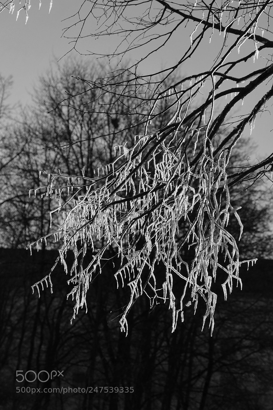 Fujifilm X-E1 sample photo. Frozen tree photography
