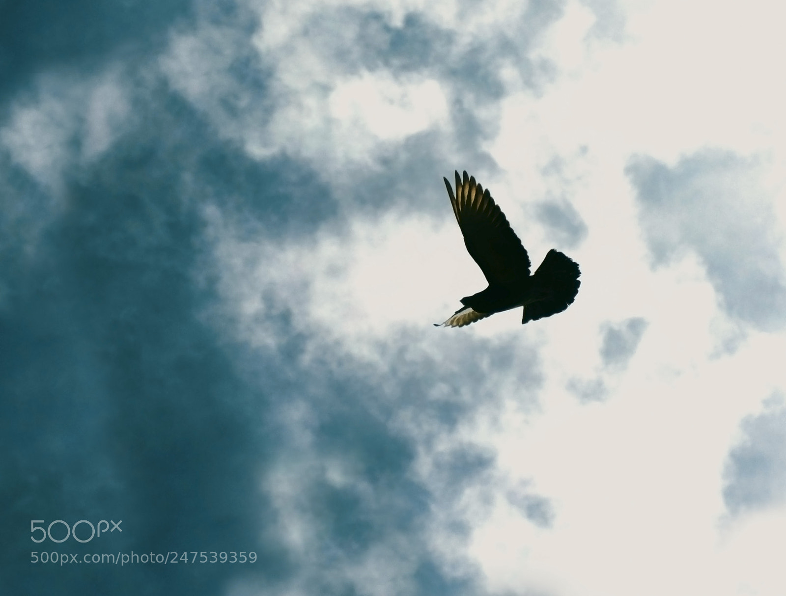 Nikon D5600 sample photo. Pigeon silhouette photography