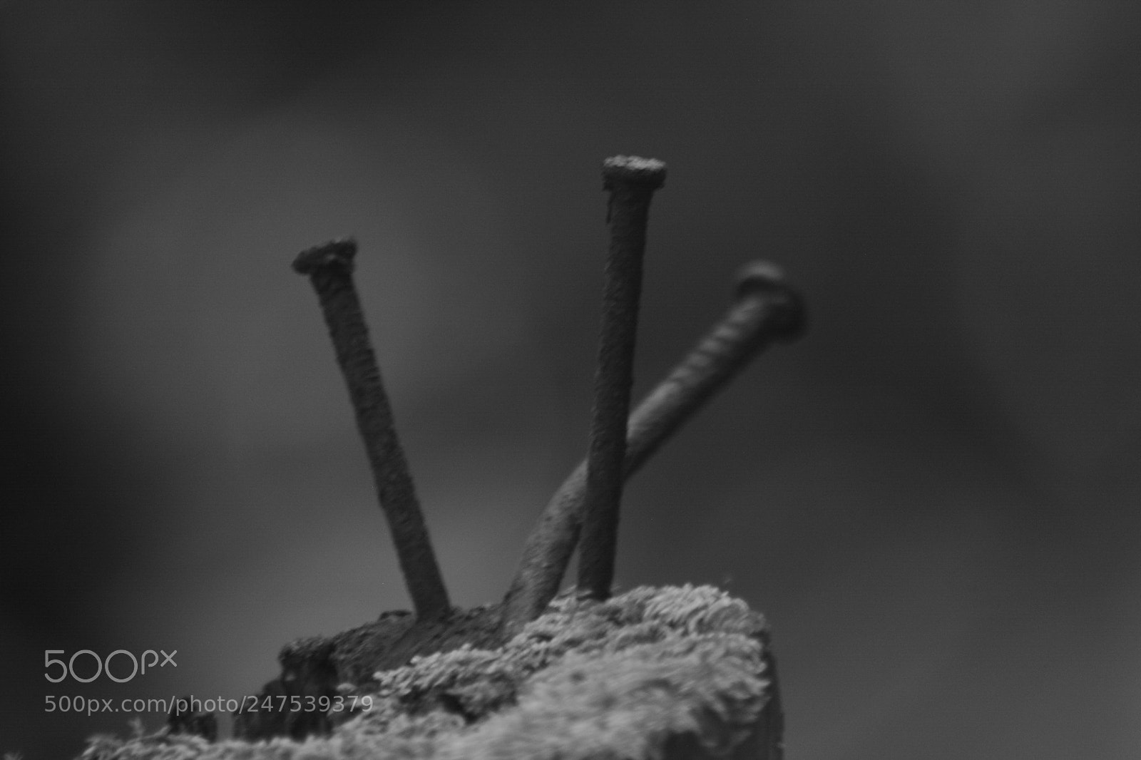 Nikon D5200 sample photo. Human print in nature photography
