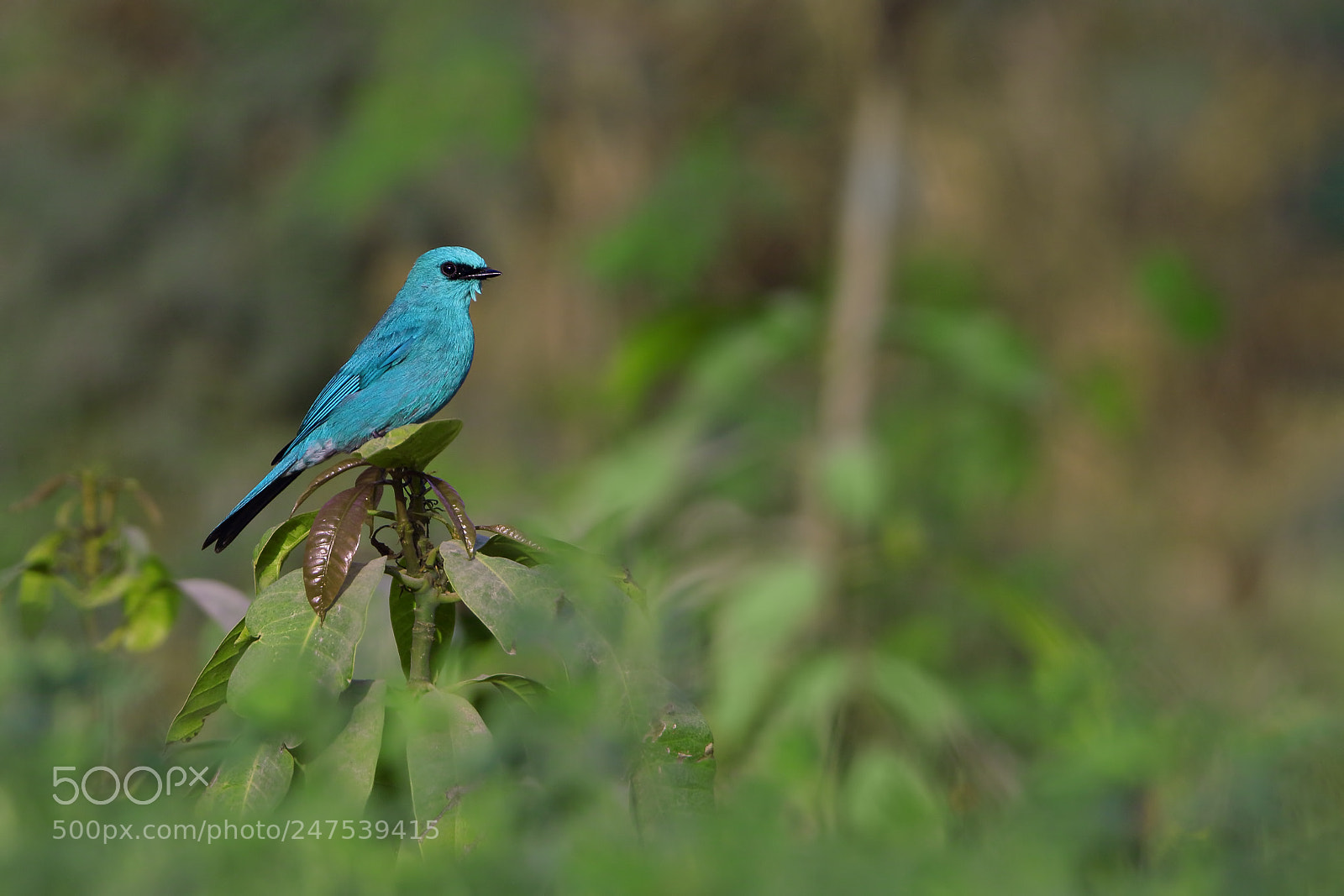 Canon EOS 7D Mark II sample photo. Verditer flycatcher photography