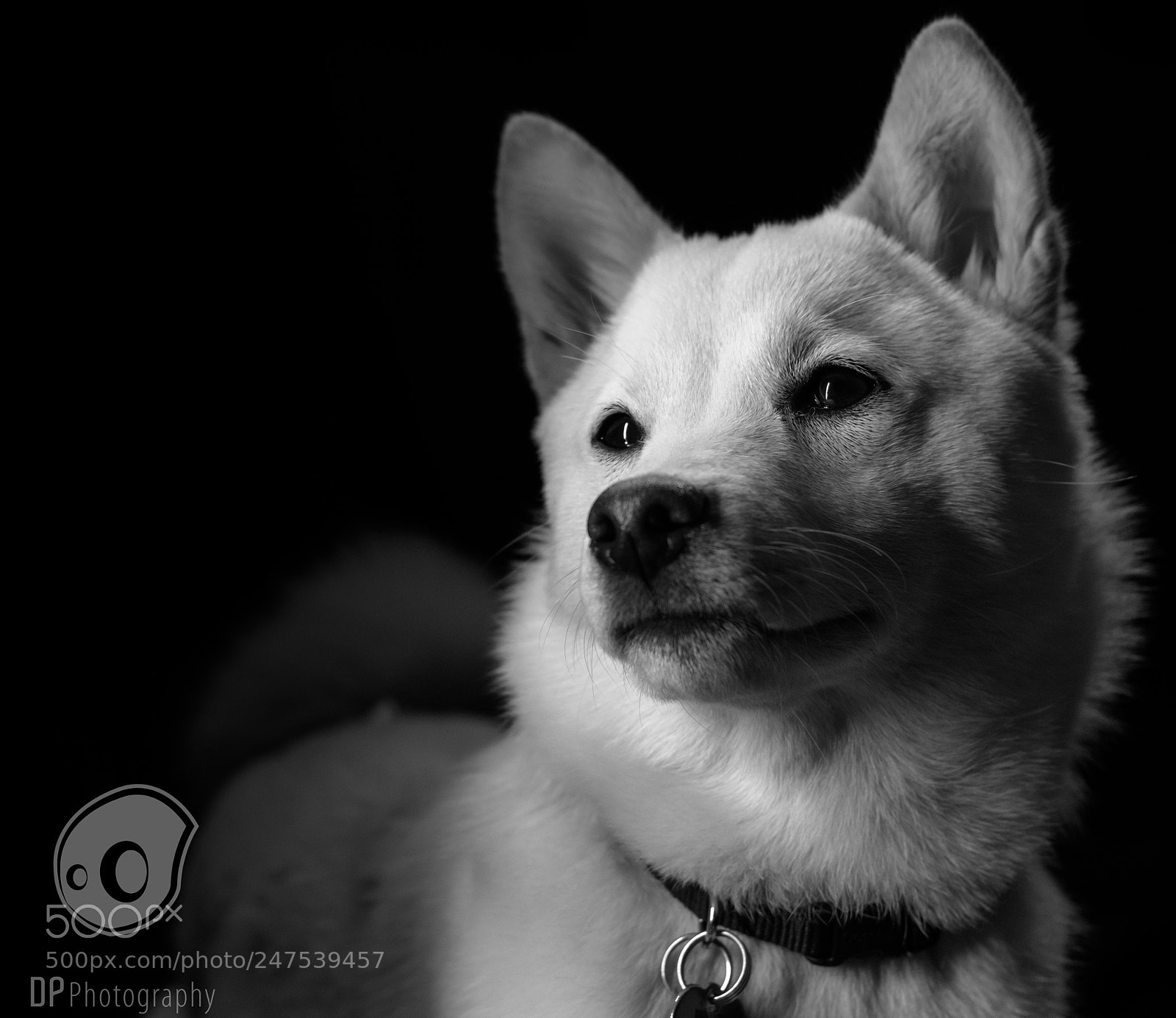 Nikon D7100 sample photo. Woof. photography