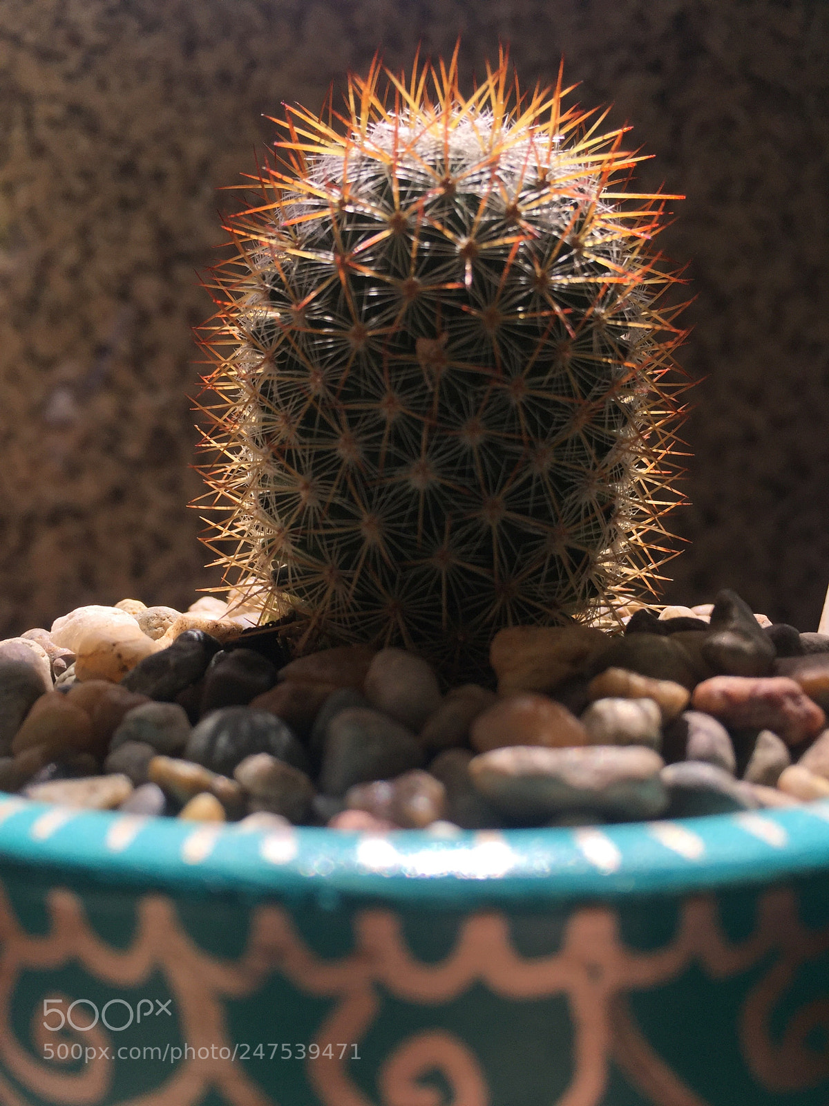 Apple iPhone 6 sample photo. Mammillaria columbiana ssp. yucatanensis photography