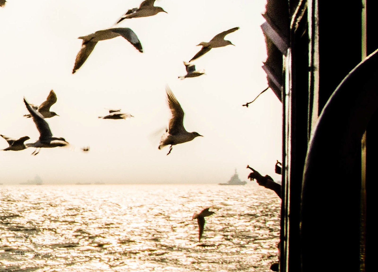 Nikon D5200 sample photo. Feeding the gulls photography