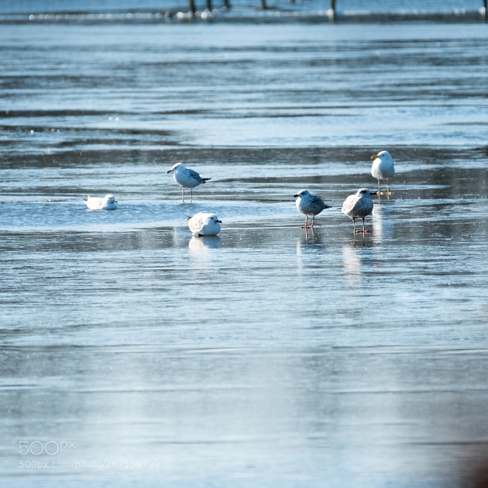 Fujifilm X-T2 sample photo. Walking on thin ice 2 photography
