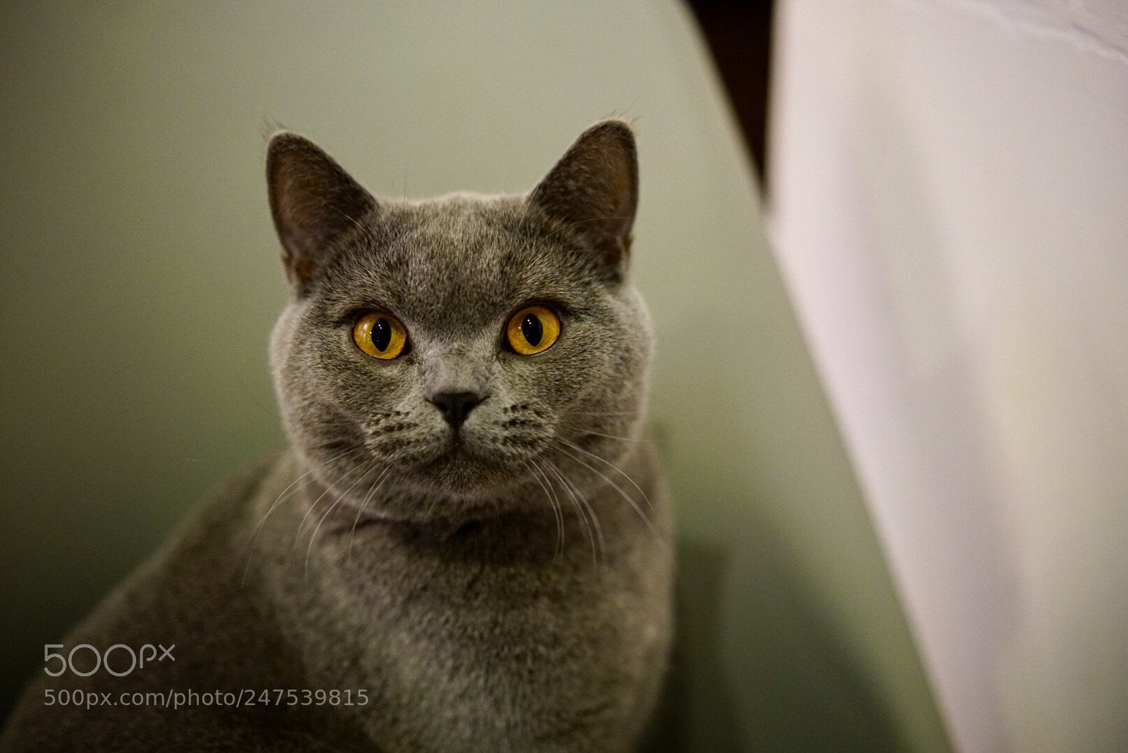 Sony a7R II sample photo. Cat photography