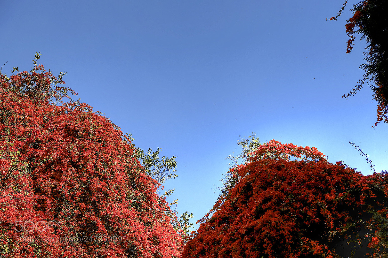 Canon EOS 6D Mark II sample photo. Orange glory photography