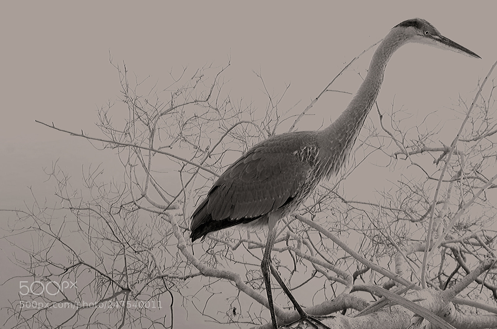 Pentax K-5 sample photo. Handsome heron photography