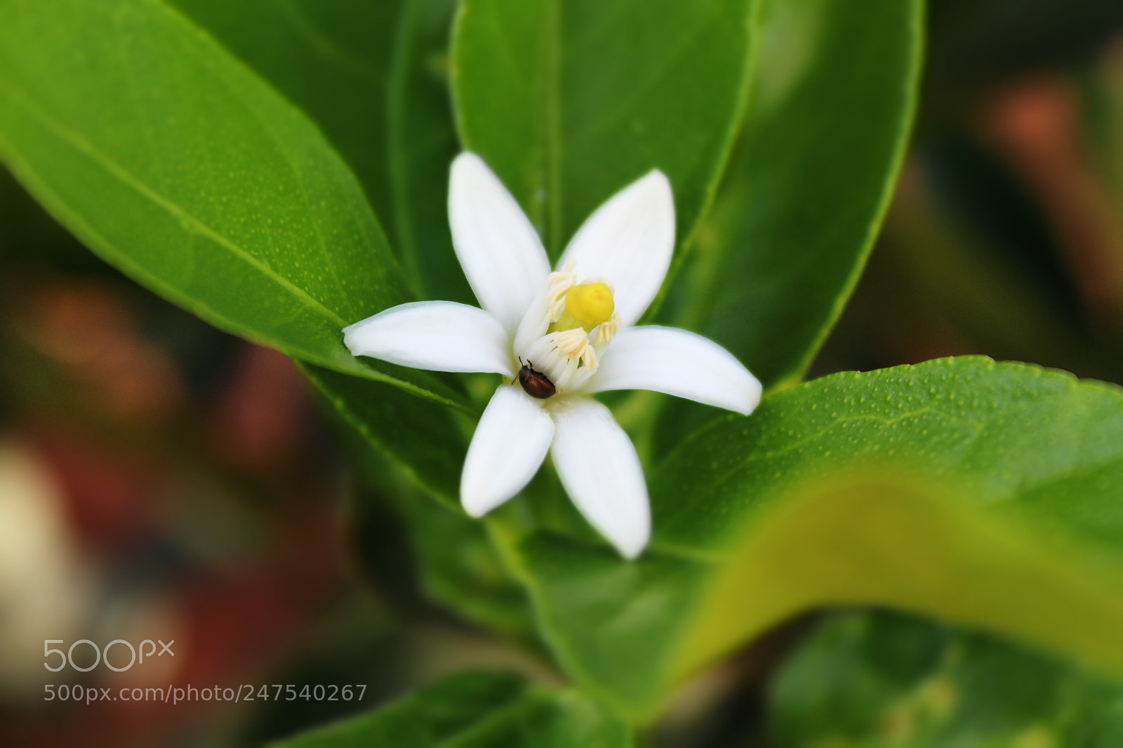 Canon EOS 1300D (EOS Rebel T6 / EOS Kiss X80) sample photo. Flor photography