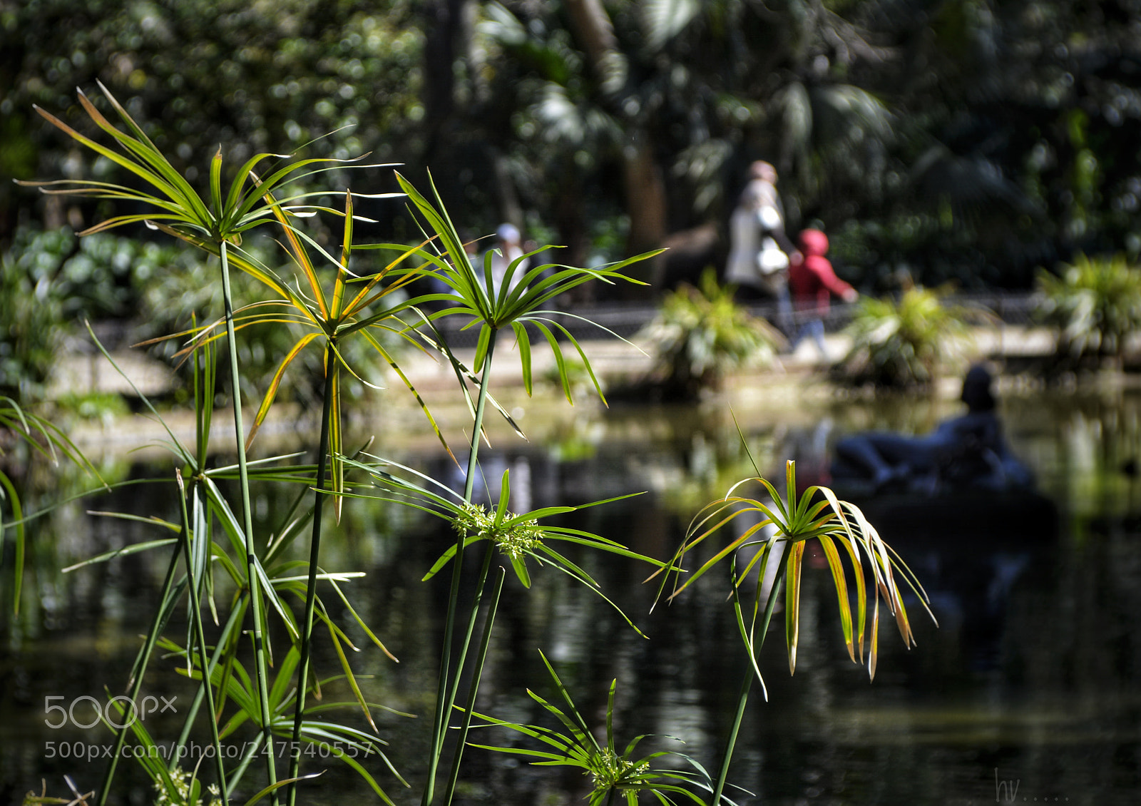 Nikon D7100 sample photo. Ladies in the pond photography