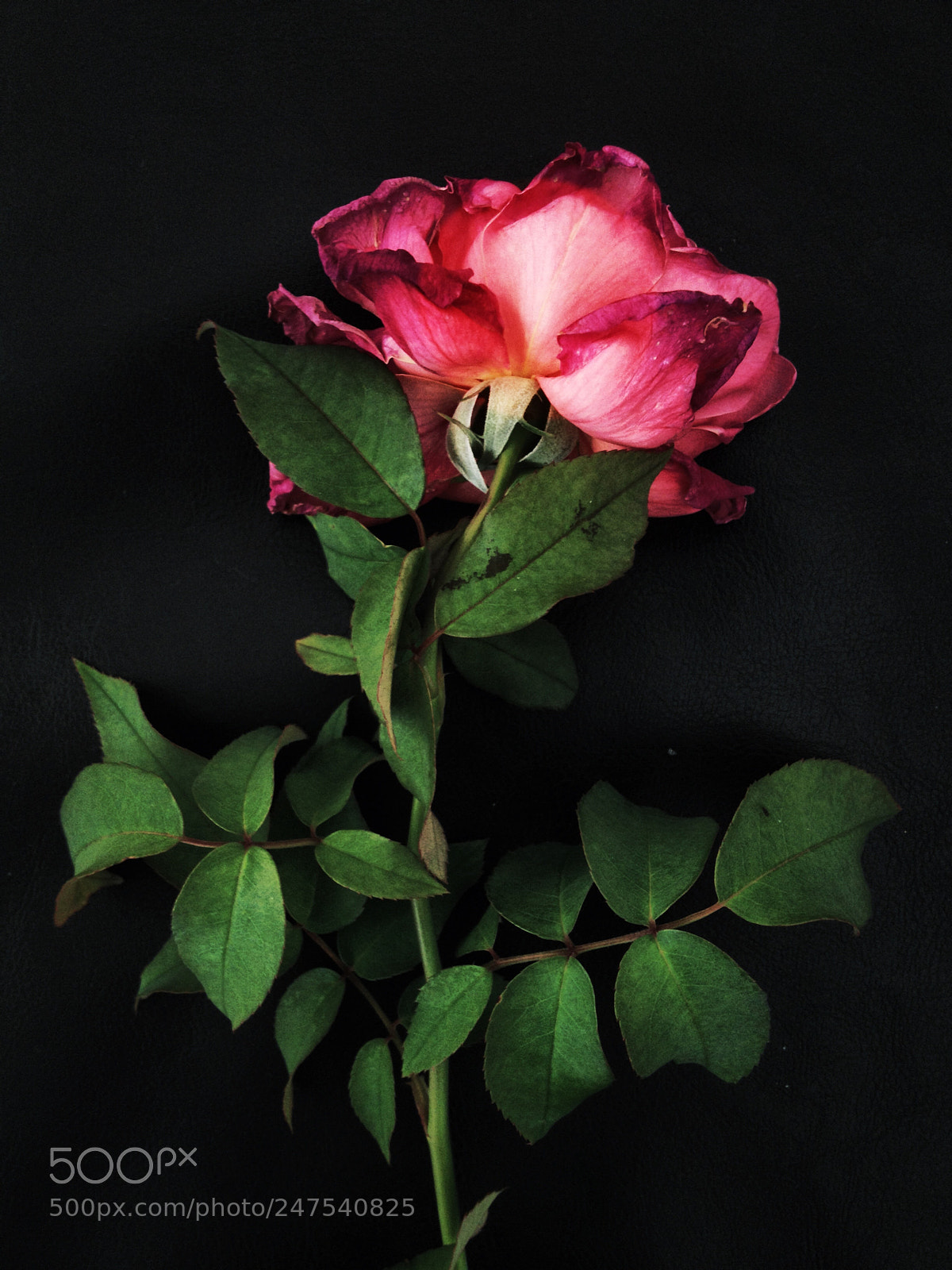 Apple iPhone 4S sample photo. Untitled photography