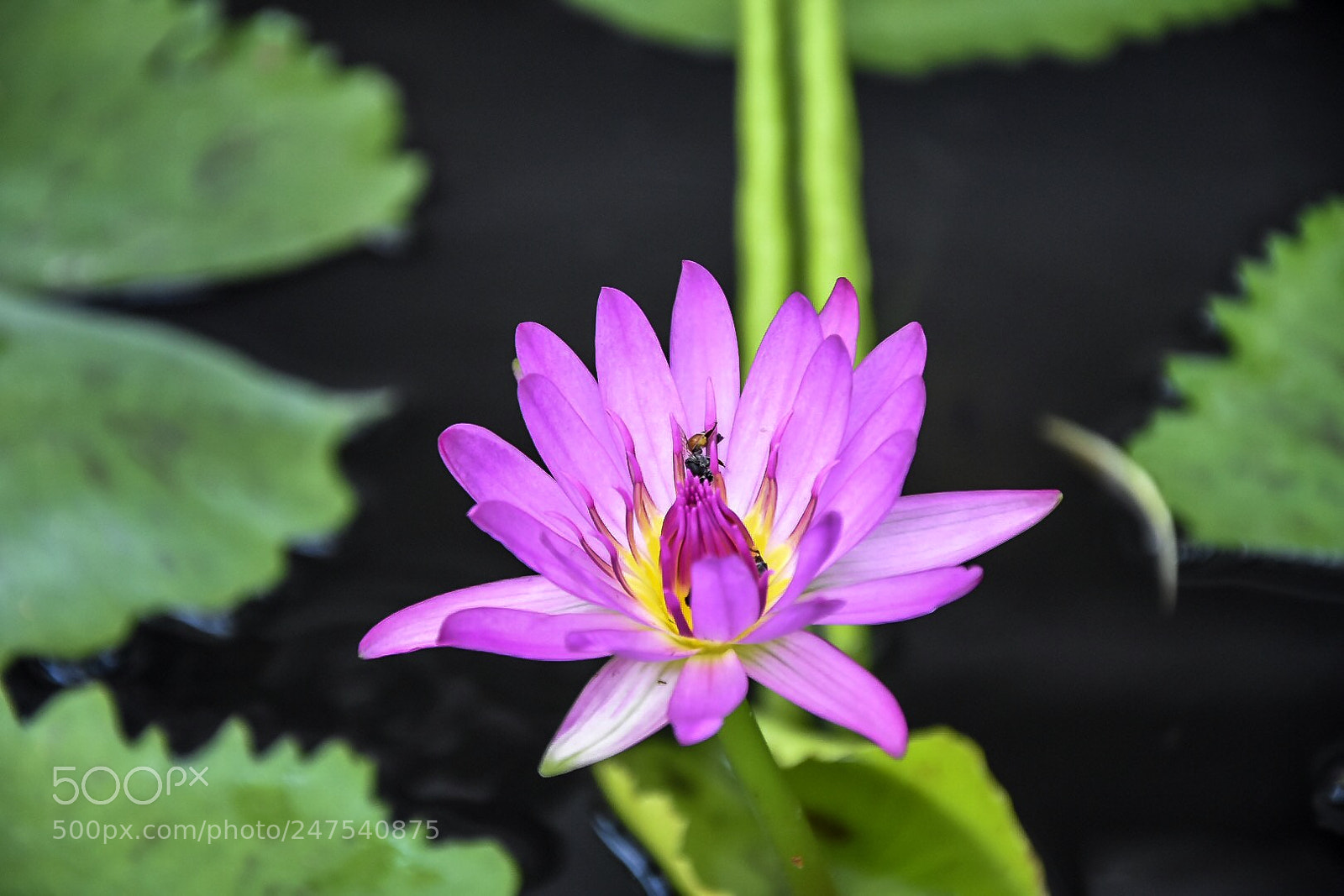 Nikon D7200 sample photo. Thailand photography