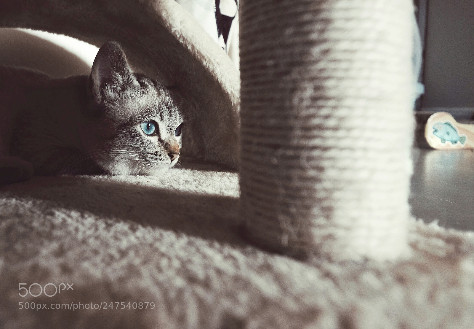 Fujifilm X-T2 sample photo. My little cat photography