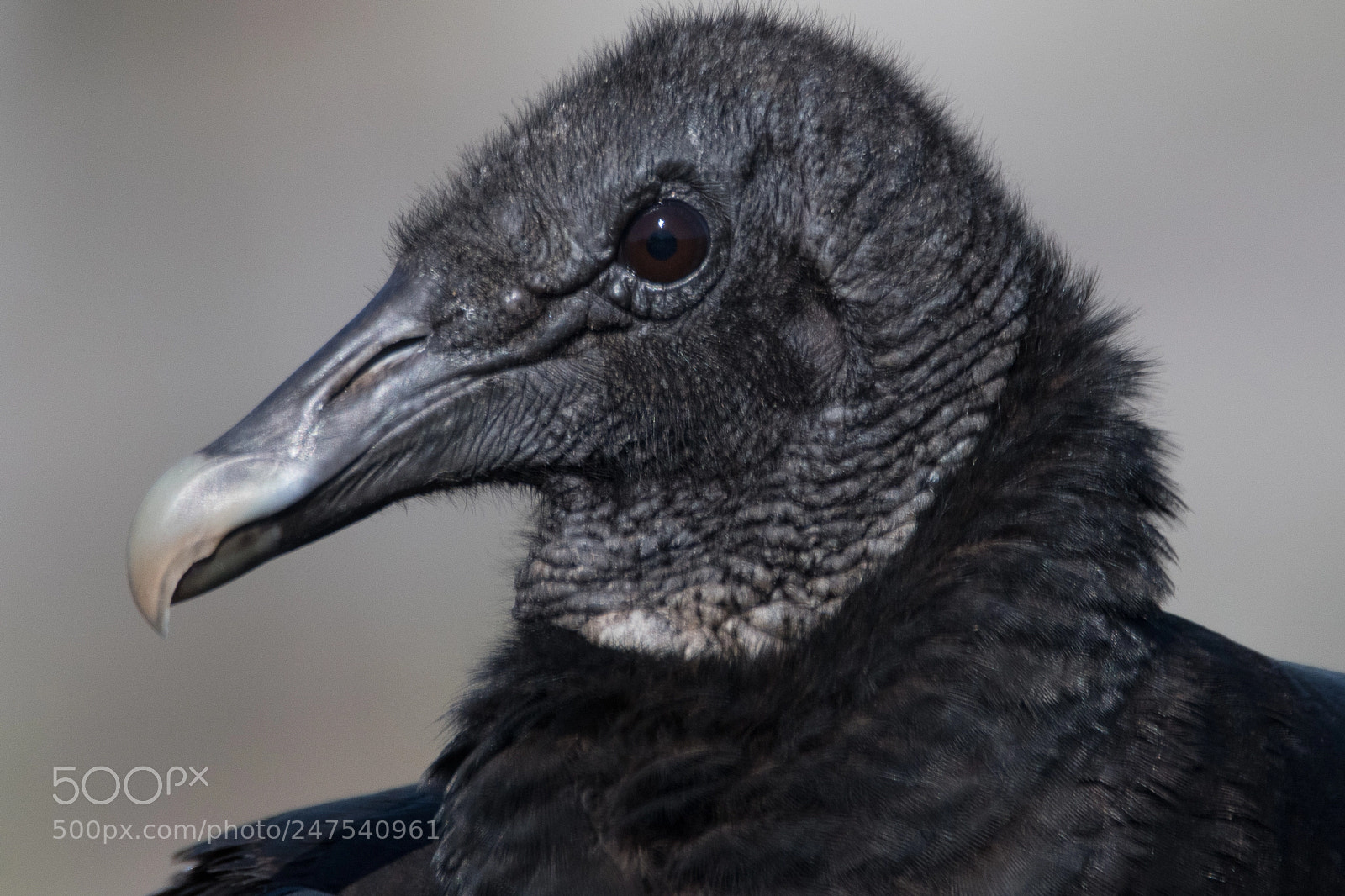 Nikon D500 sample photo. Black vulture profile portrait photography