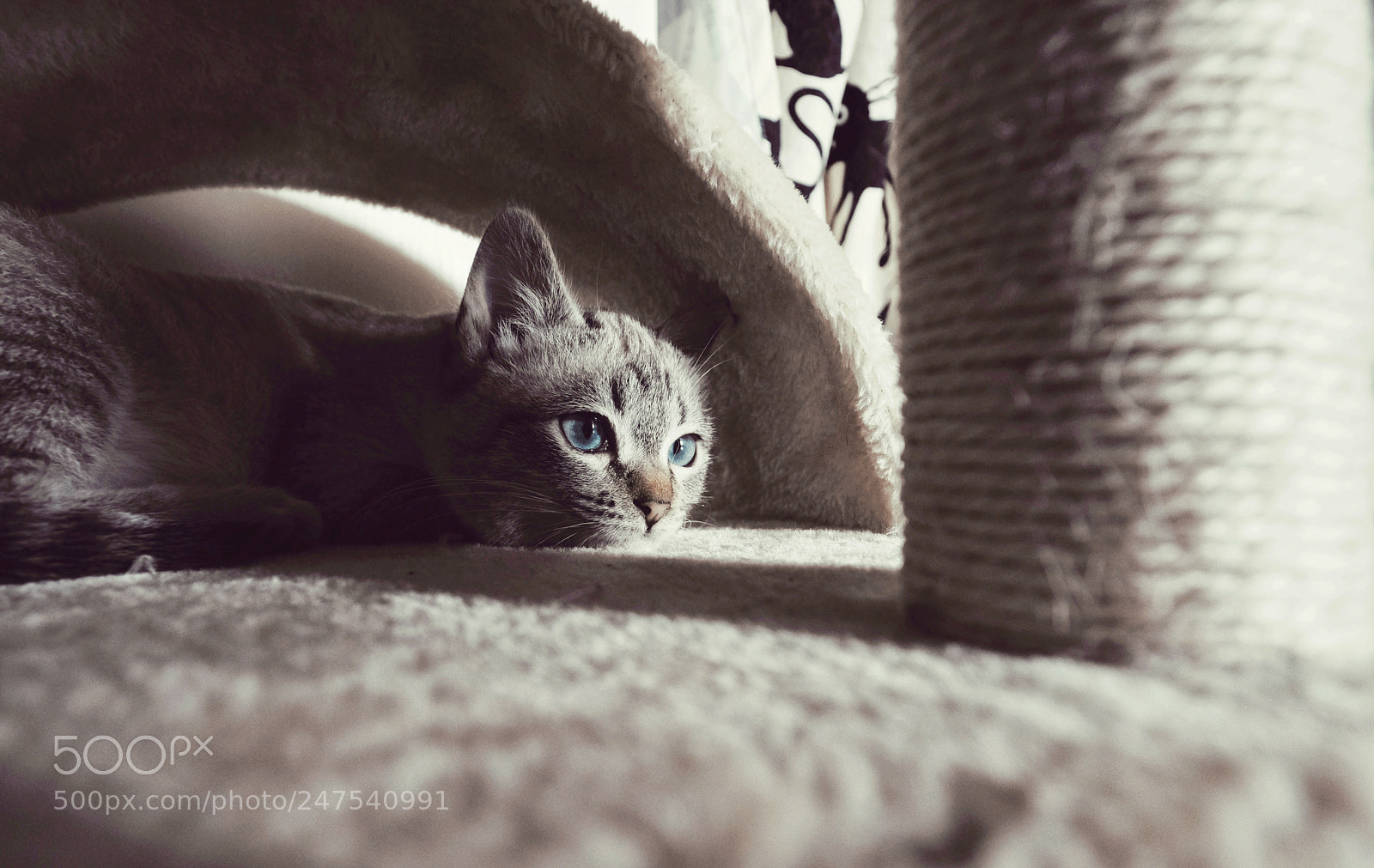 Fujifilm X-T2 sample photo. My little cat photography
