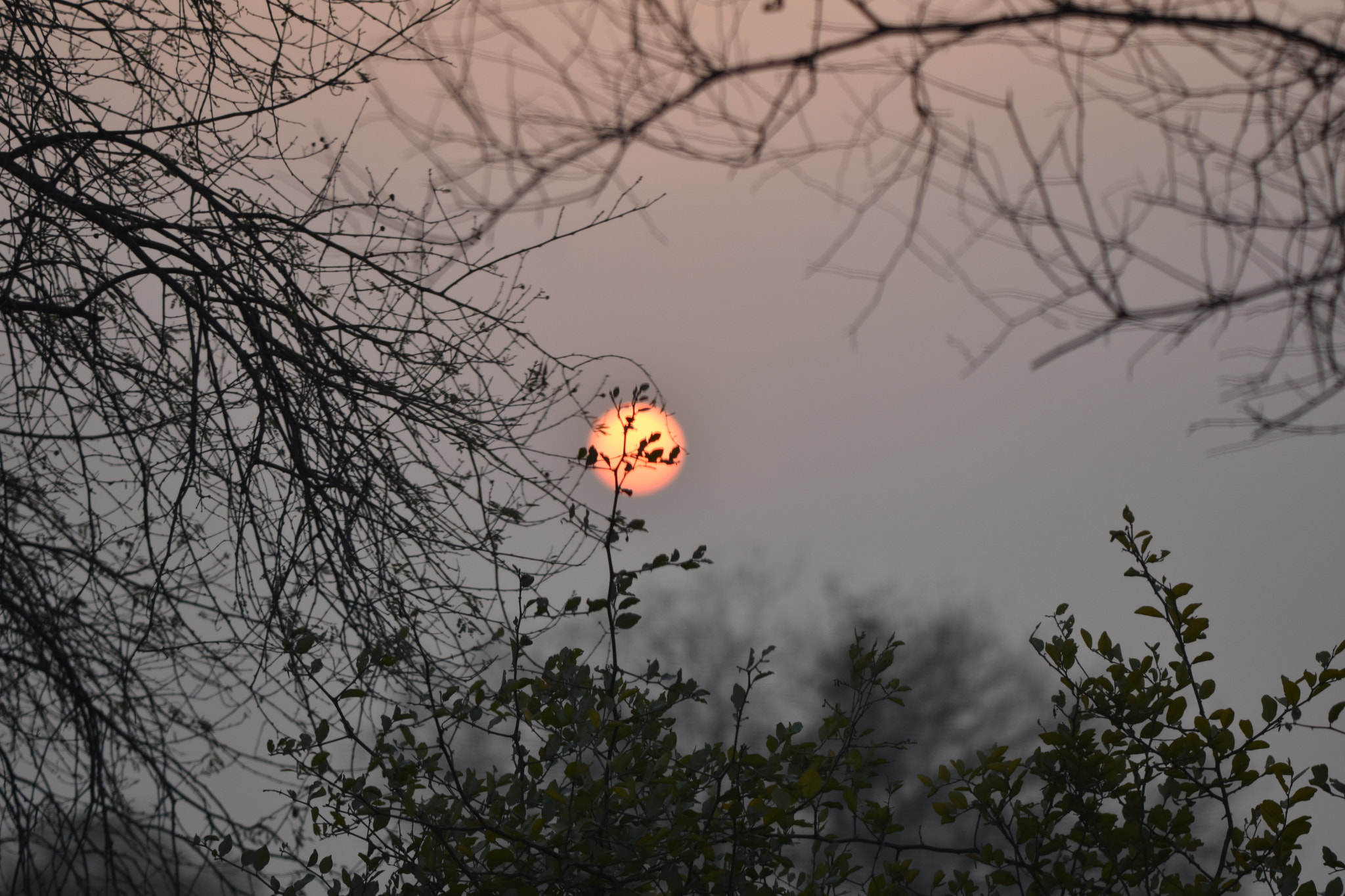 Nikon D5500 sample photo. Sunrise in bharatpur bird sanctuary photography