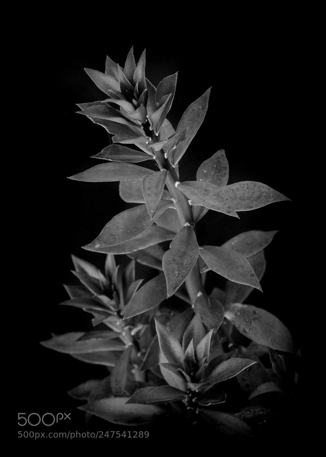 Nikon D3000 sample photo. Pereskiposis cactus plant photography