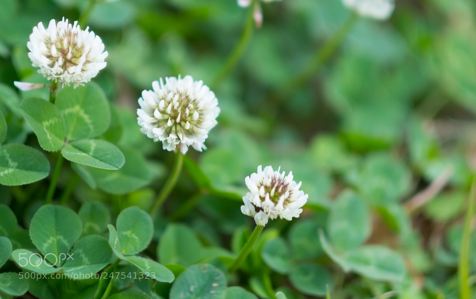 Fujifilm X-T2 sample photo. Blanche trio photography