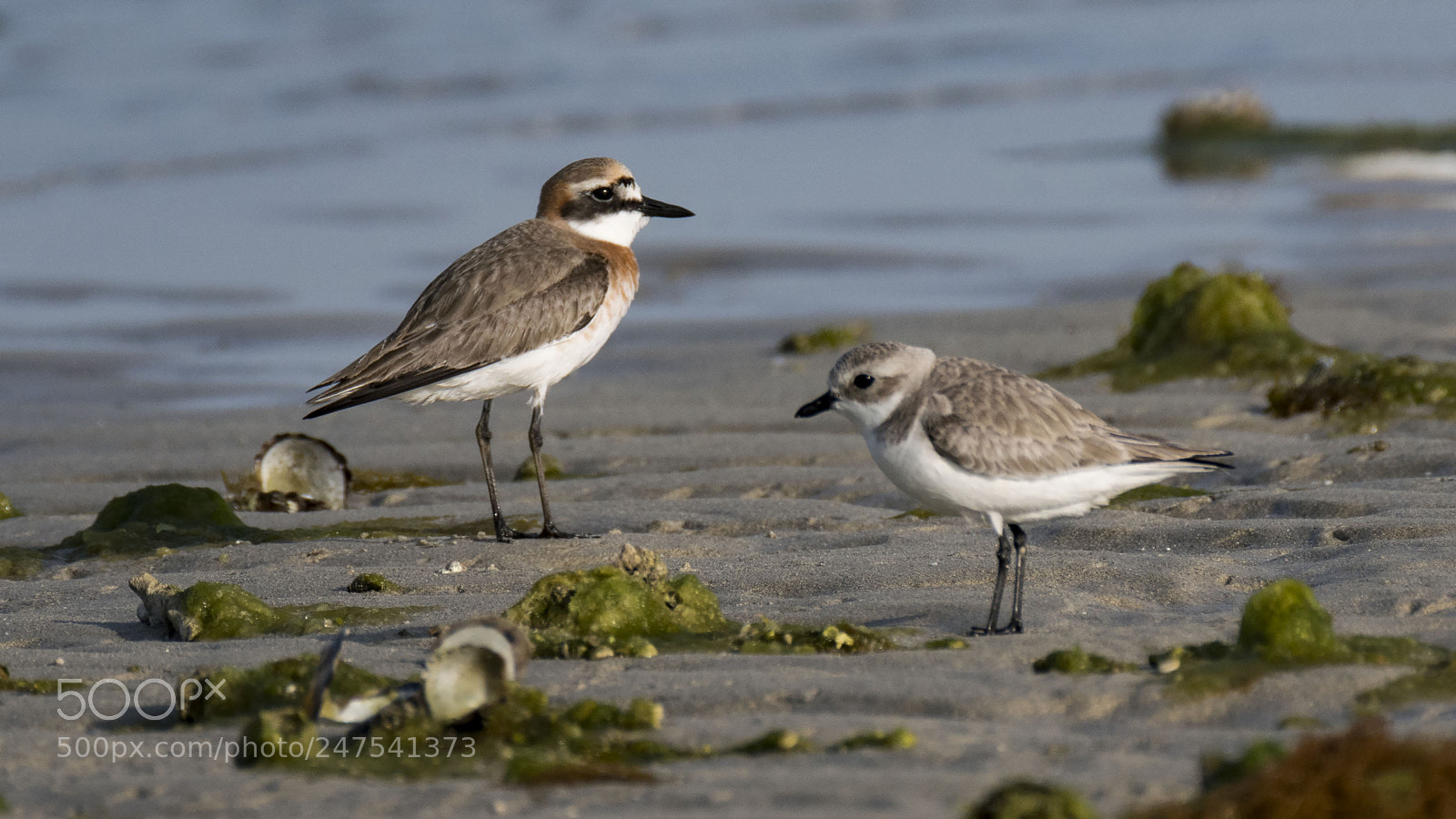 Nikon D500 sample photo. A plover pair photography