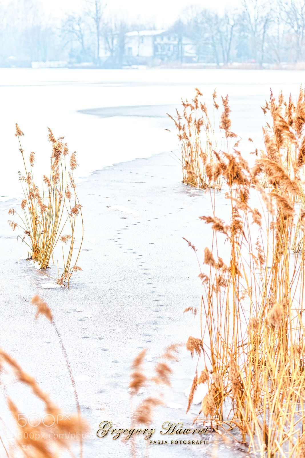 Nikon D800 sample photo. Spojrzenie przez obiektyw na photography