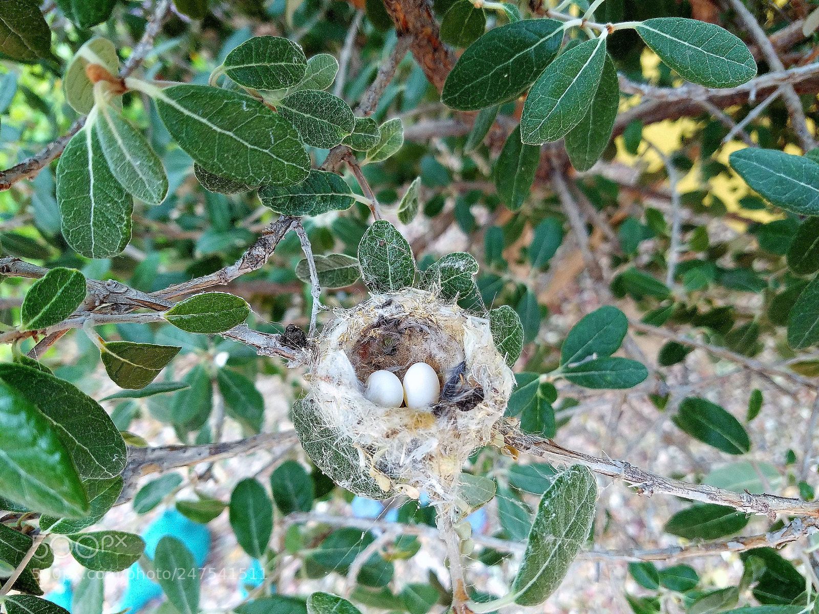 Samsung Galaxy S7 sample photo. Hummer eggs in my photography