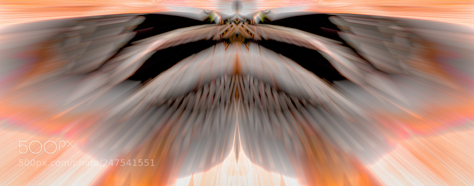 Canon EOS 7D Mark II sample photo. Butterfly abstract photography