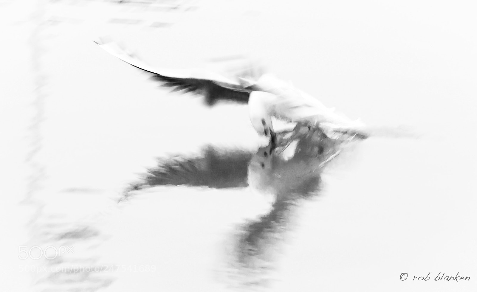 Nikon D500 sample photo. Moving birds (4) photography