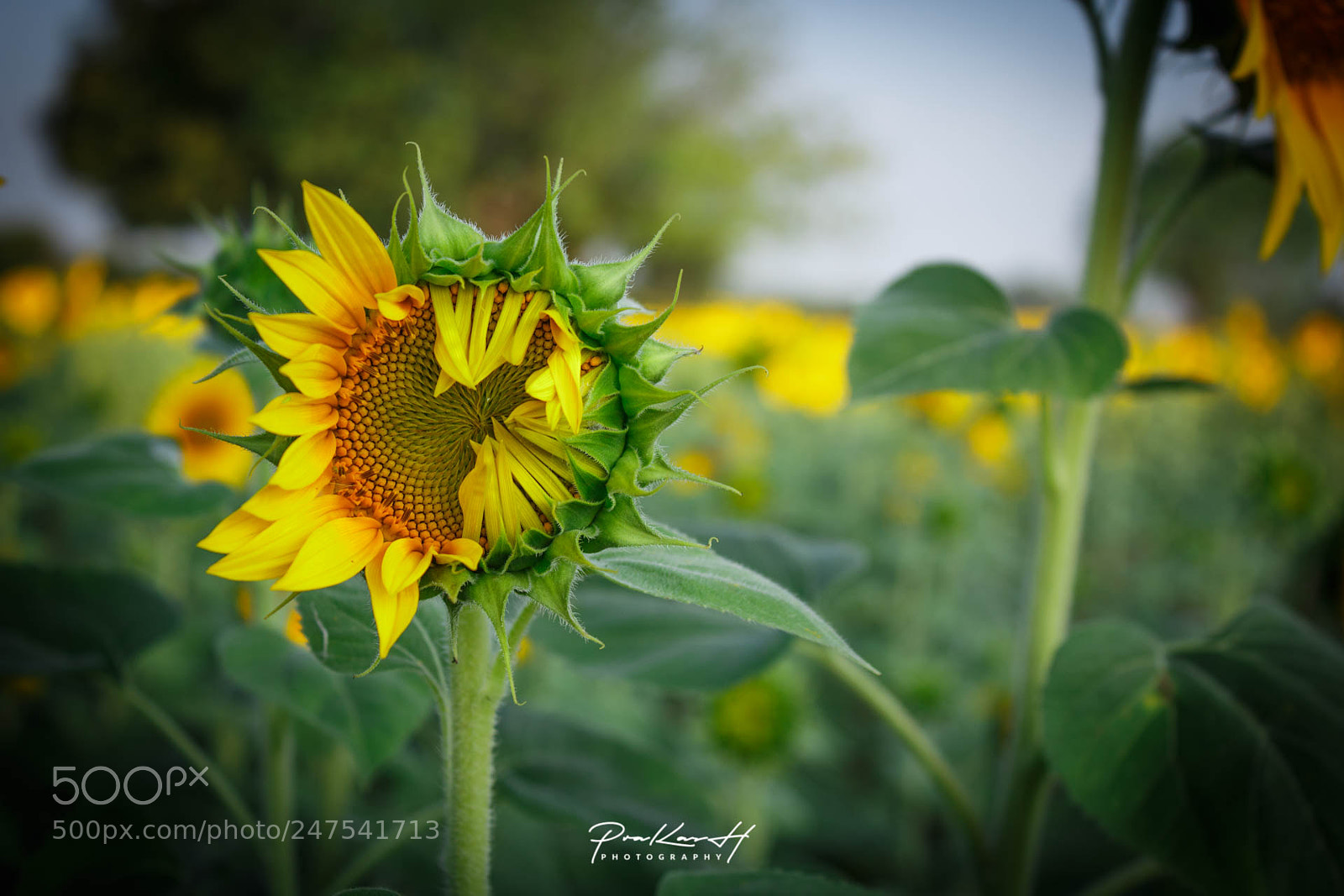 Canon EOS 700D (EOS Rebel T5i / EOS Kiss X7i) sample photo. Sunflower shy to show photography