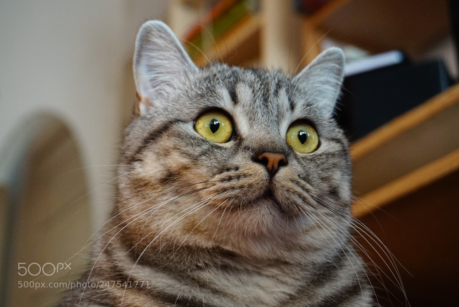 Sony Alpha a5000 (ILCE 5000) sample photo. Untitled photography