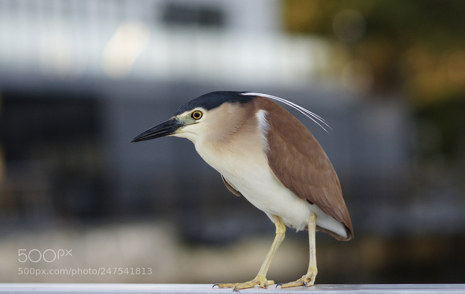 Sony Alpha DSLR-A700 sample photo. Bittern (night heron) photography