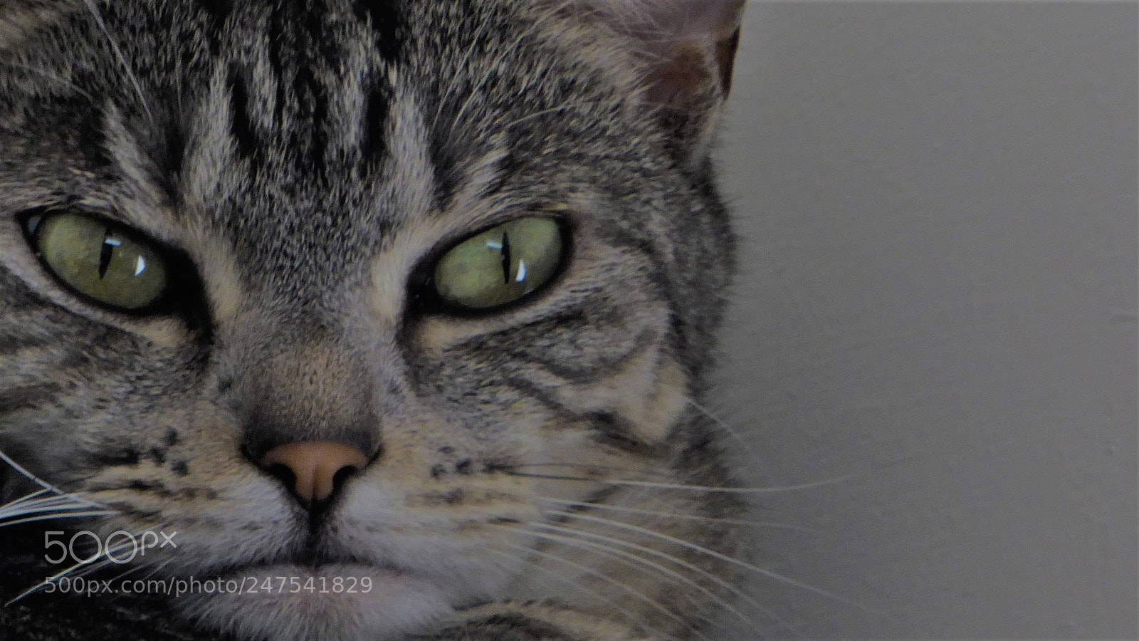 Panasonic Lumix DMC-ZS40 (Lumix DMC-TZ60) sample photo. Just you photography