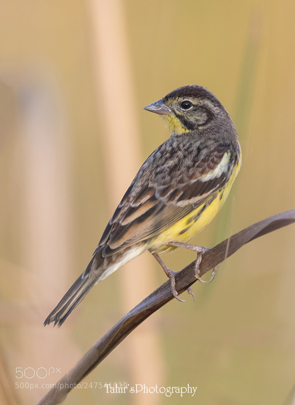 Nikon D500 sample photo. Emberiza aureola yellow-breasted bunting photography