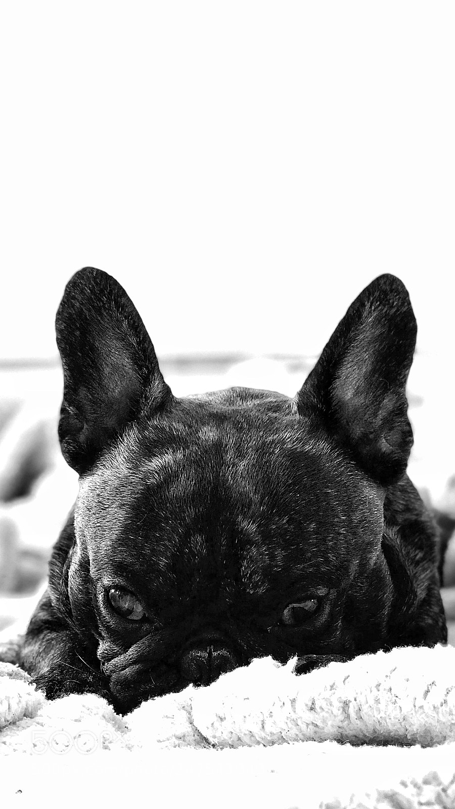 Apple iPhone 7 Plus sample photo. My buddy! photography