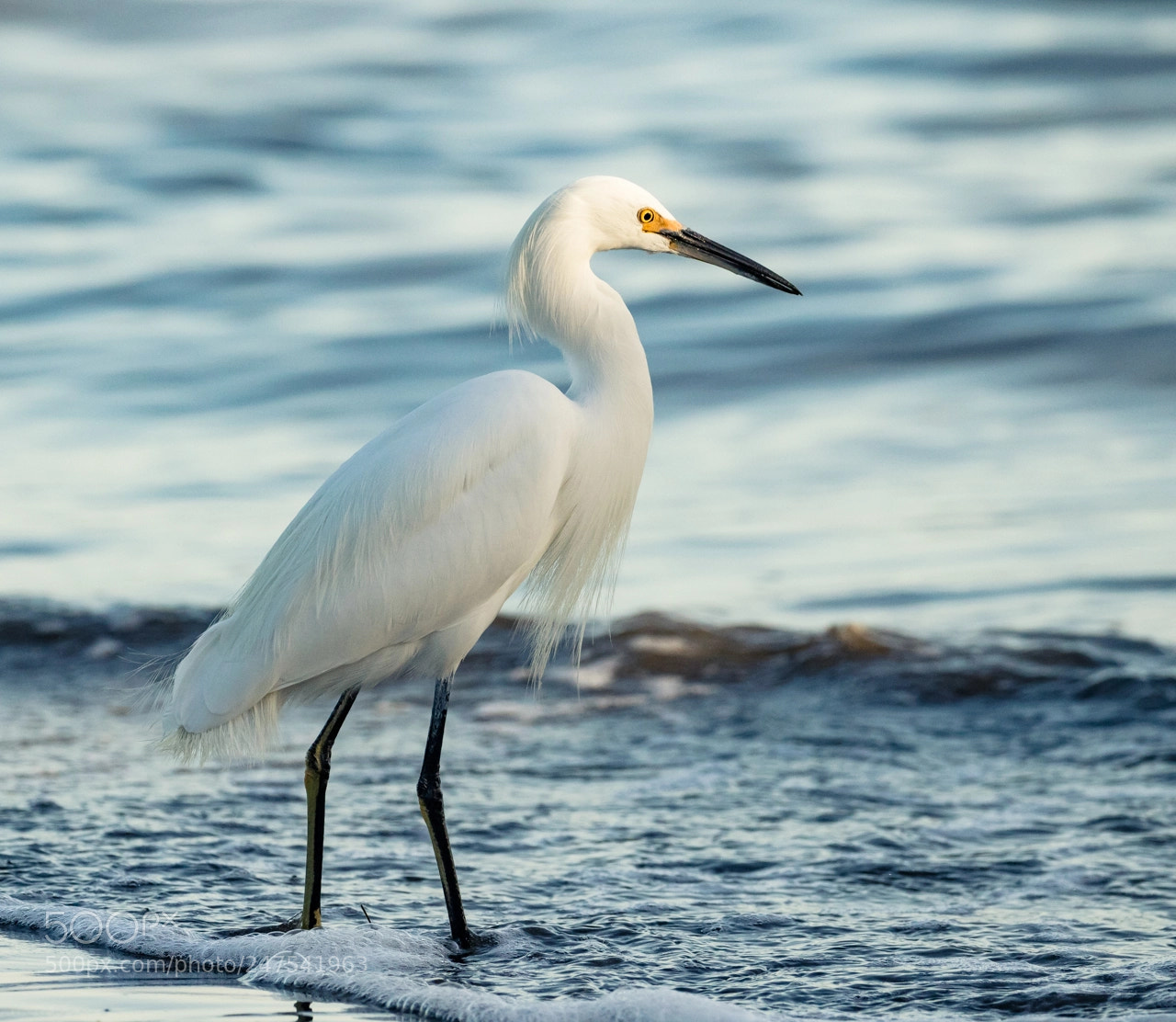 Canon EOS 7D Mark II sample photo. Little egret photography