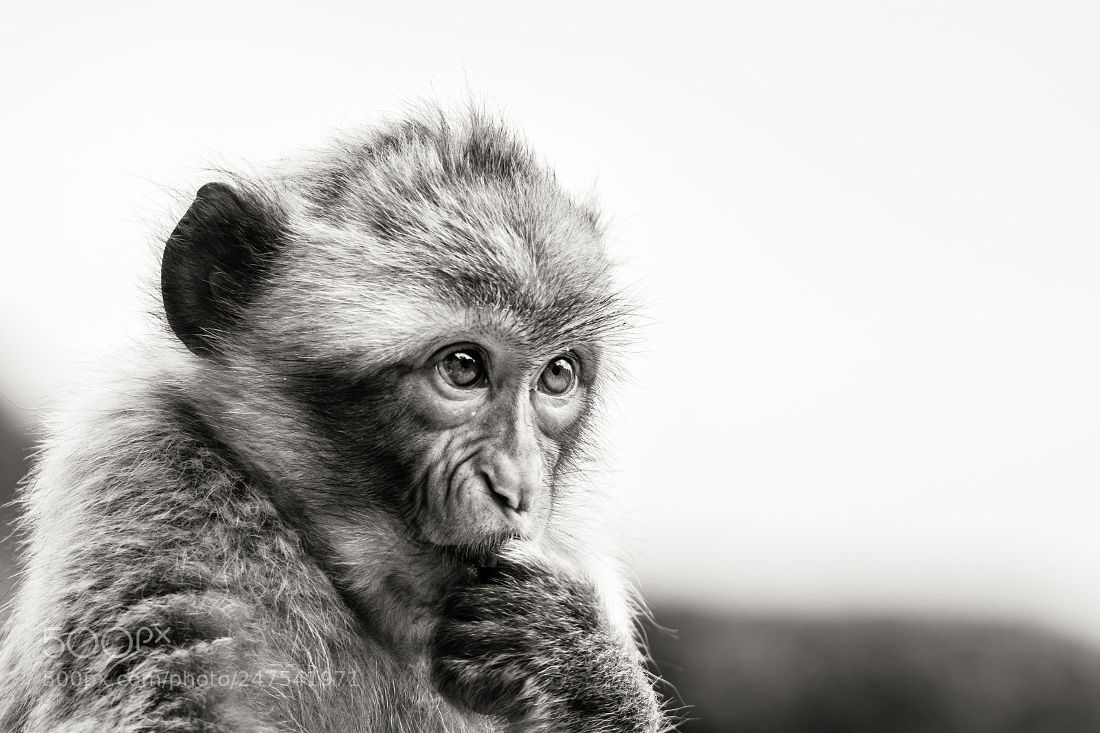Nikon D7100 sample photo. Barbary macaque photography
