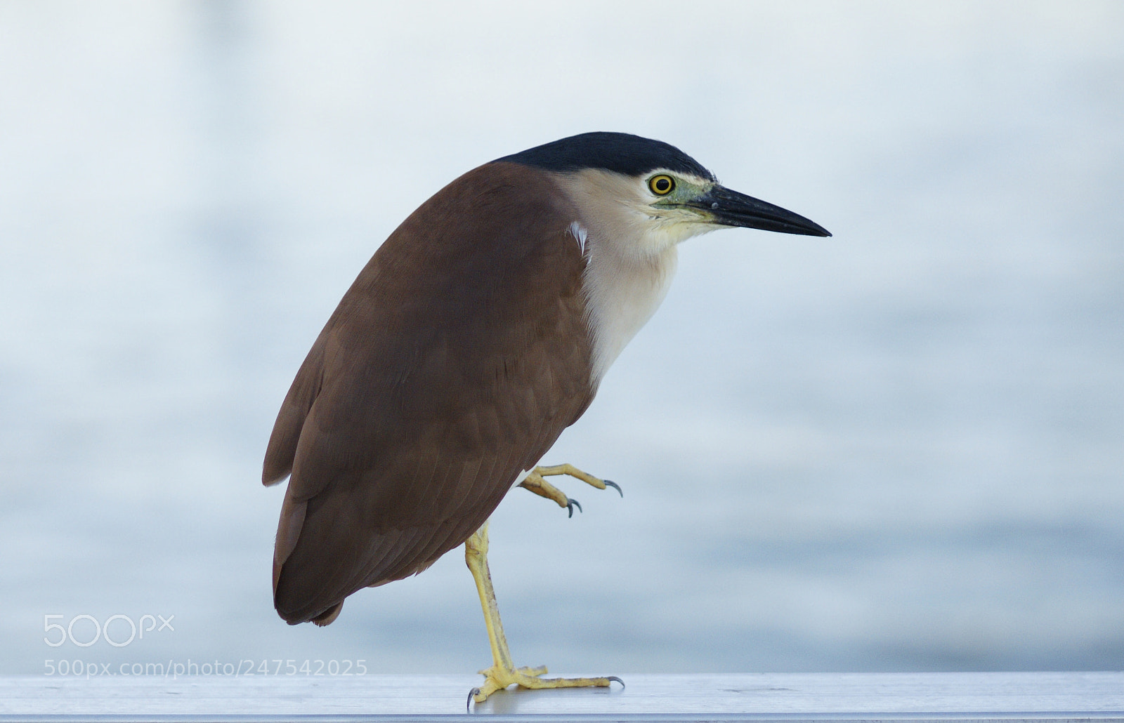 Sony Alpha DSLR-A700 sample photo. Bittern (night heron) photography