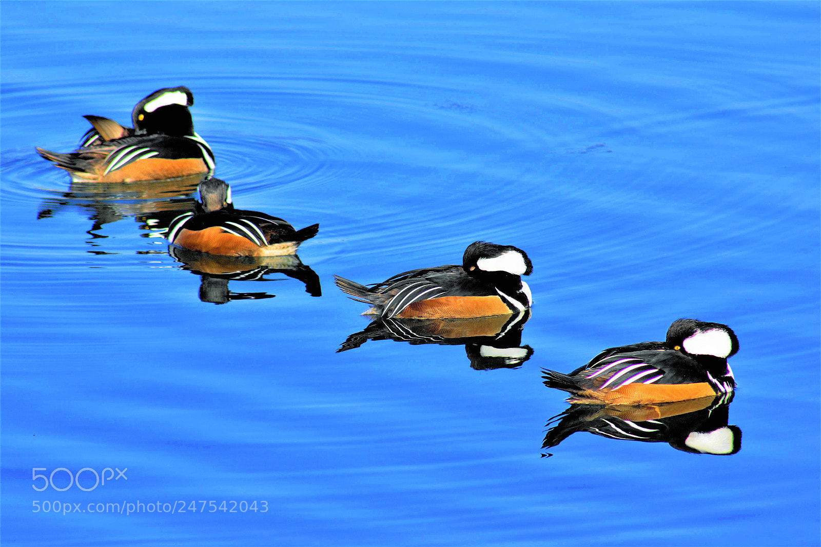 Canon EOS 60D sample photo. Common goldeneye ducks -- 黄金眼鸭 photography