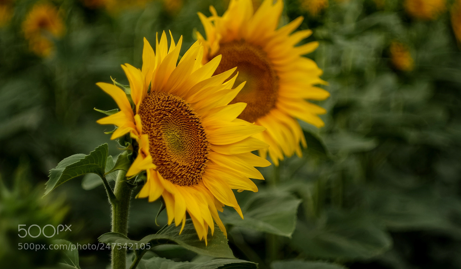 Fujifilm X-A1 sample photo. Untitled photography