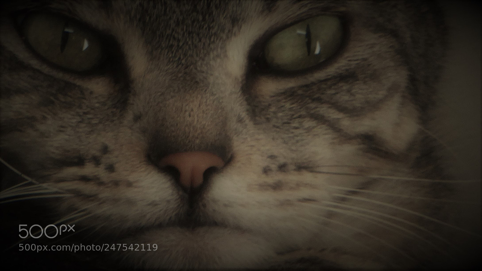 Panasonic Lumix DMC-ZS40 (Lumix DMC-TZ60) sample photo. Eyes on you photography