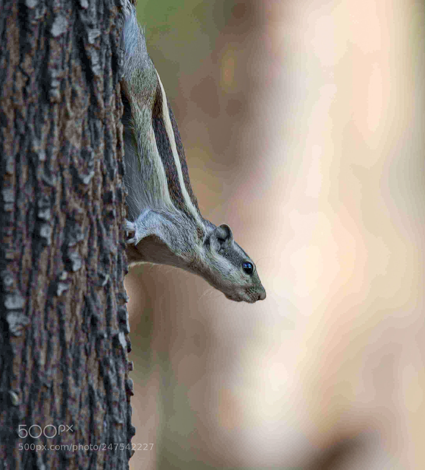 Nikon D5200 sample photo. Ready to jump photography