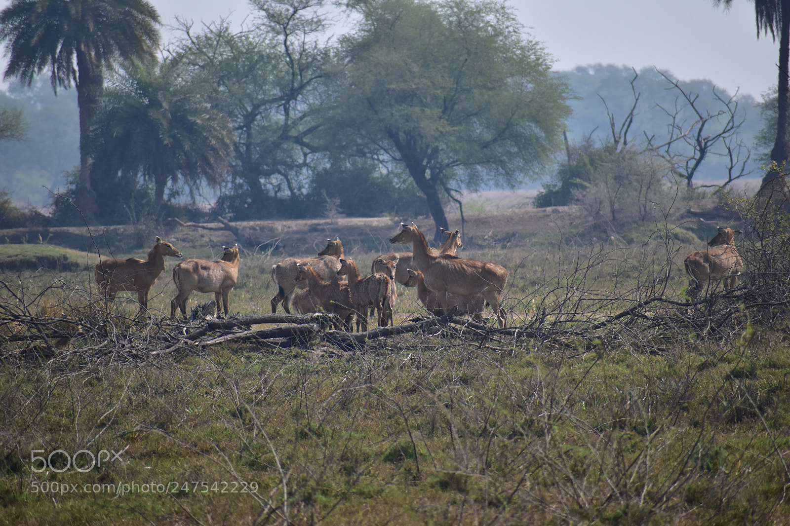 Nikon D5500 sample photo. Herd of deers photography