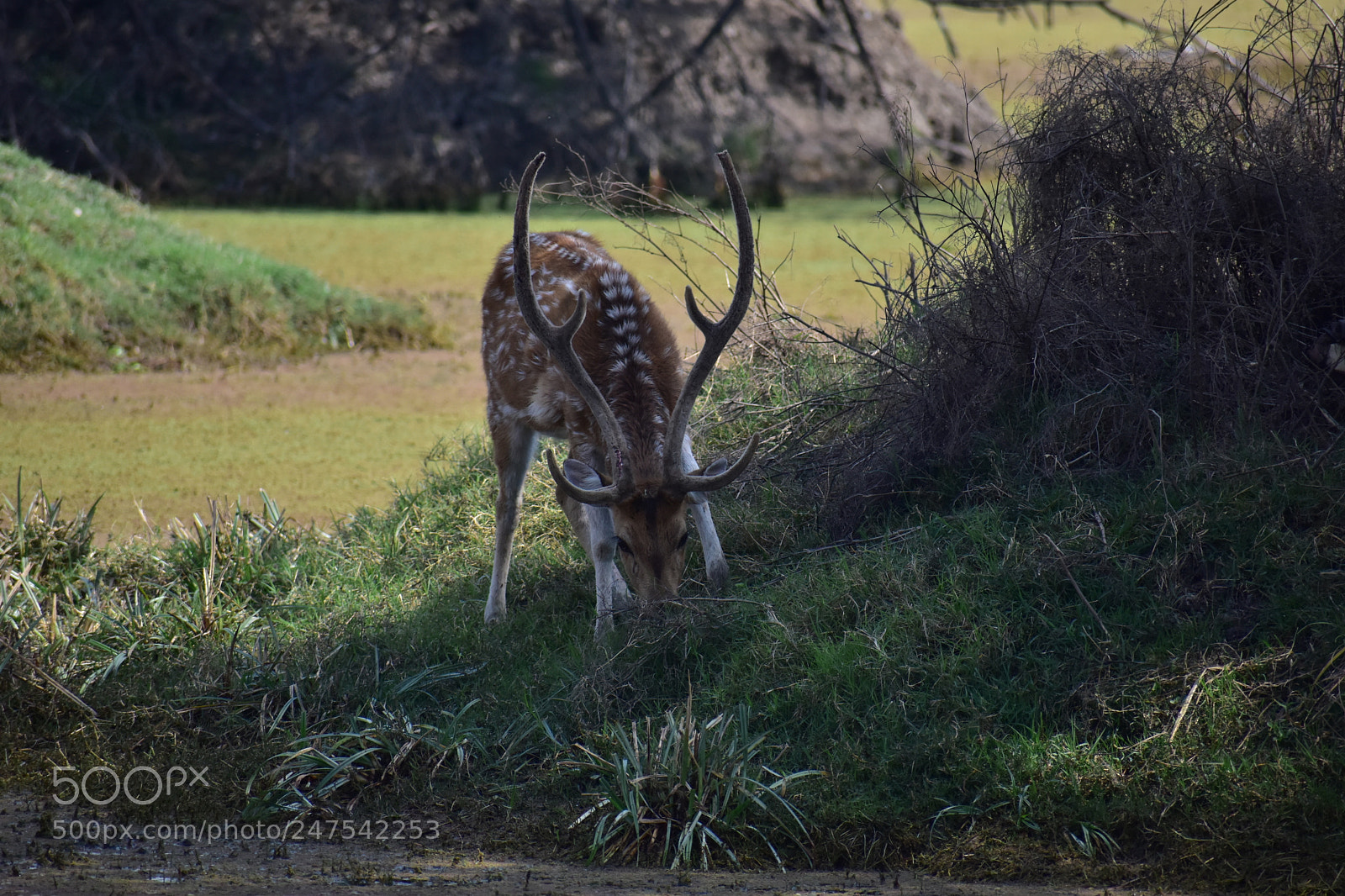 Nikon D5500 sample photo. Untitled photography