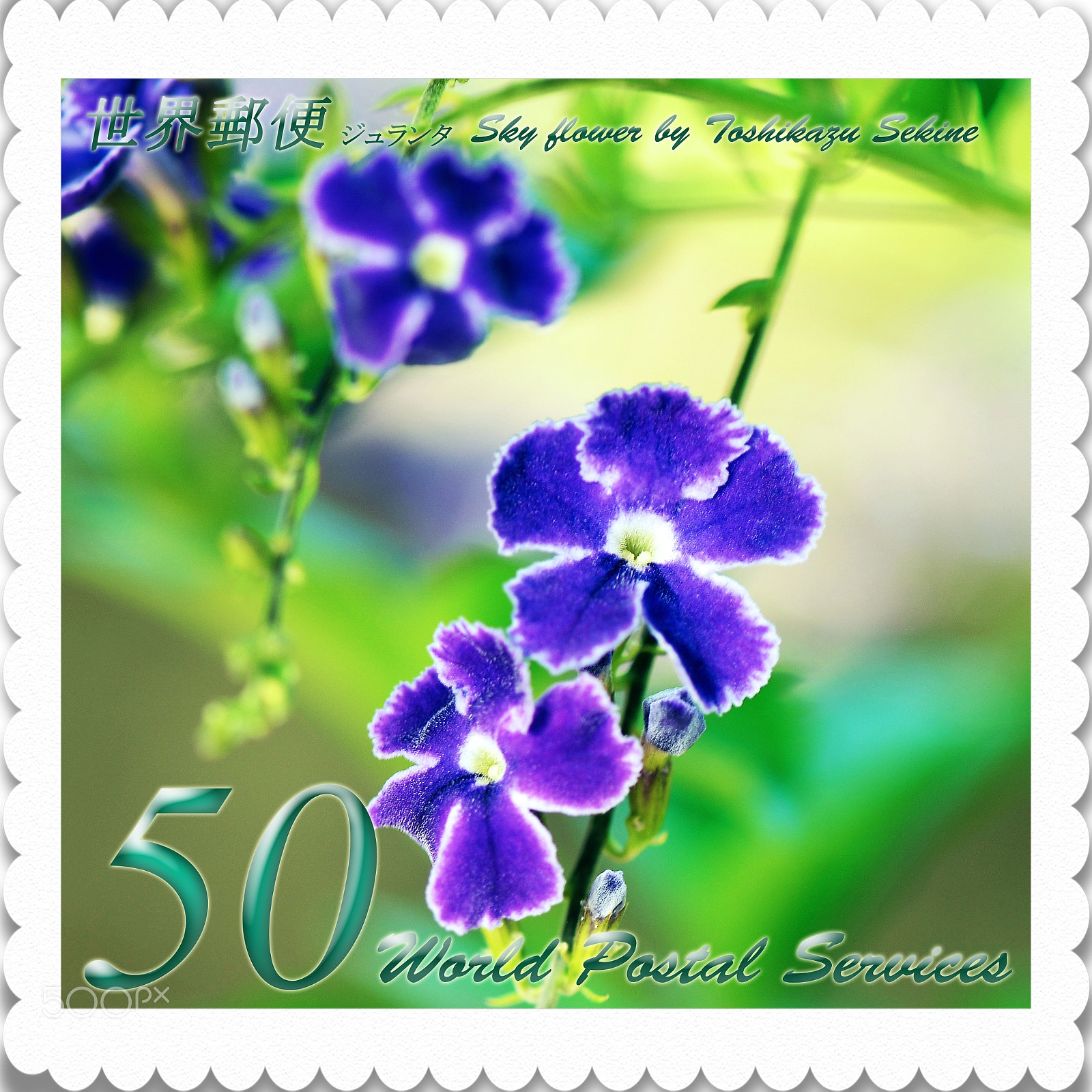 Nikon D800 sample photo. Sky flower photography