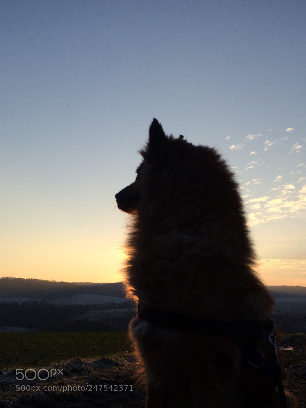 Apple iPhone 5s sample photo. Dog-skyline photography