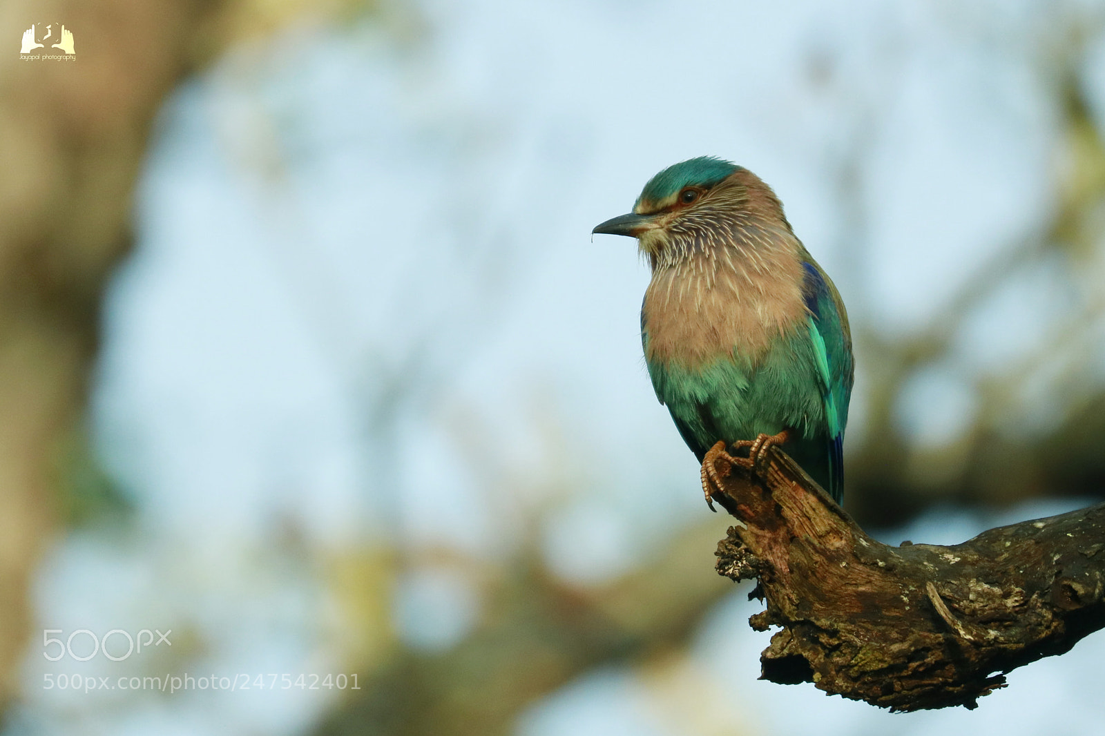 Canon EOS 750D (EOS Rebel T6i / EOS Kiss X8i) sample photo. Indian roller photography