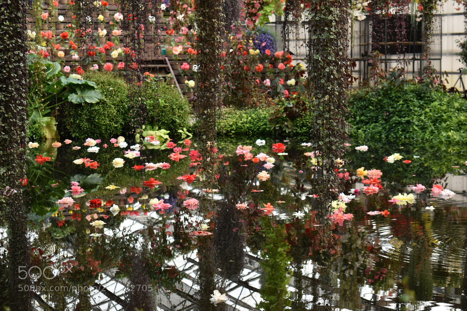 Nikon D5600 sample photo. Floating flowers photography