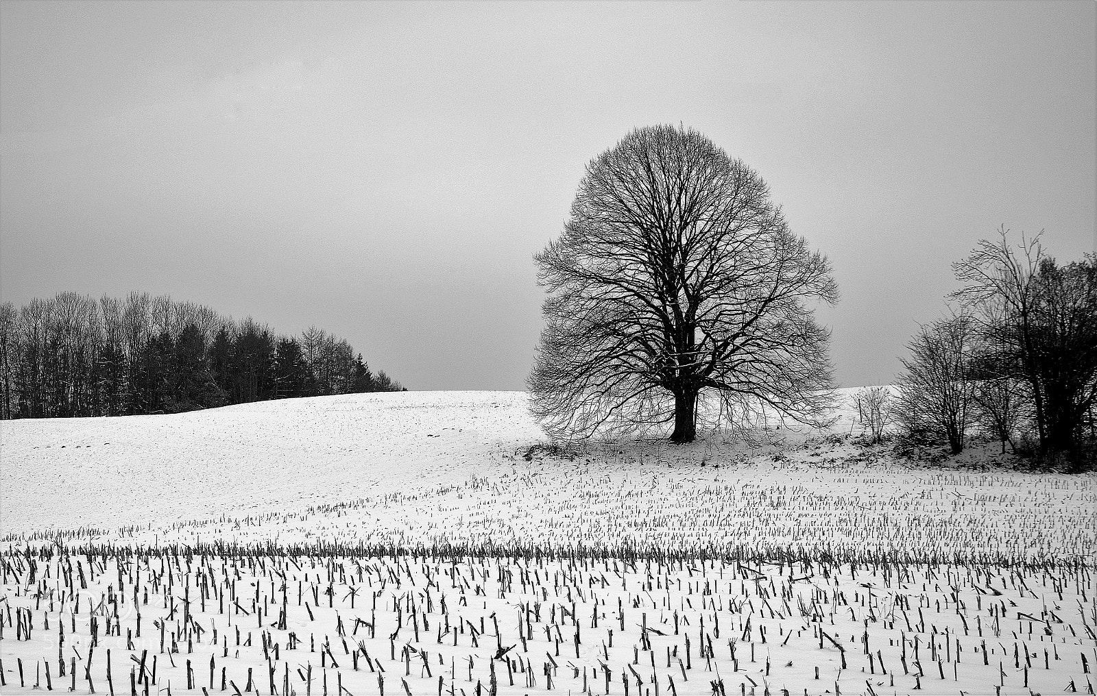 Nikon D7100 sample photo. Some days ago... photography