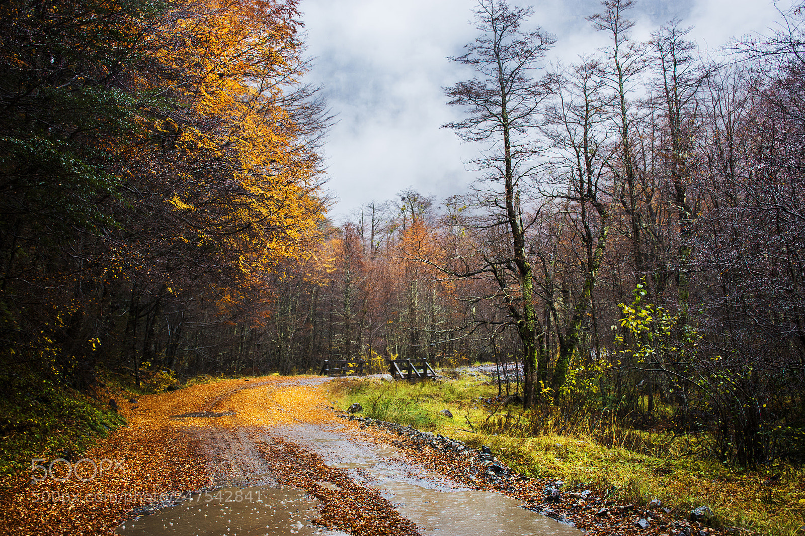 Nikon D7200 sample photo. Otoño photography