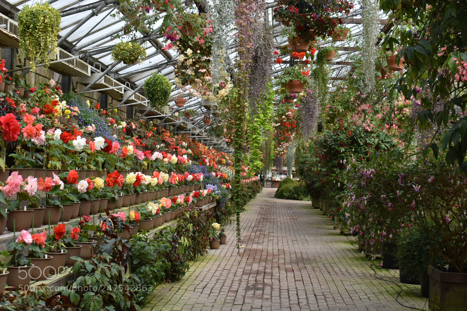 Nikon D5600 sample photo. Garden photography