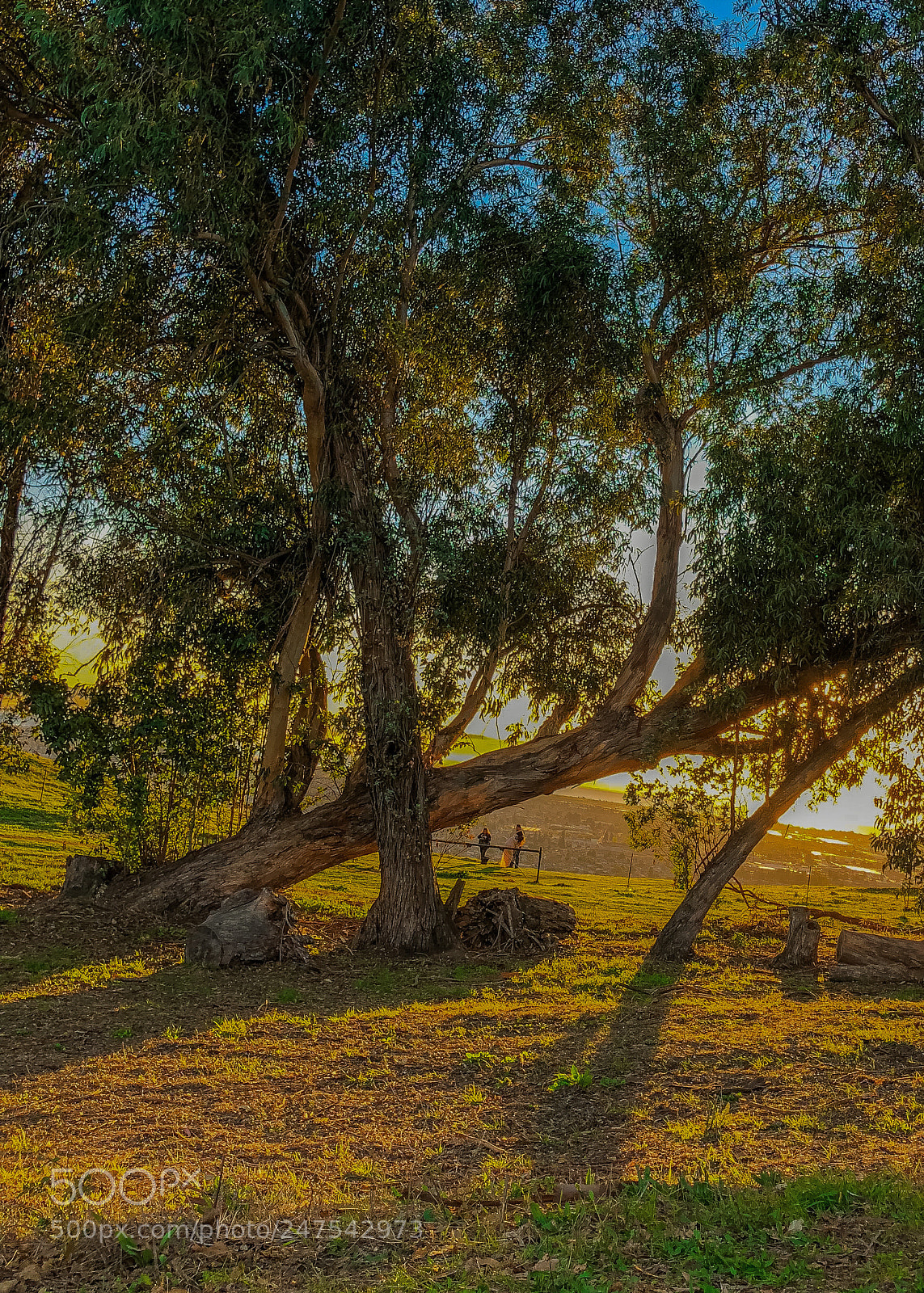 Apple iPhone 8 Plus sample photo. Bent trees iii photography